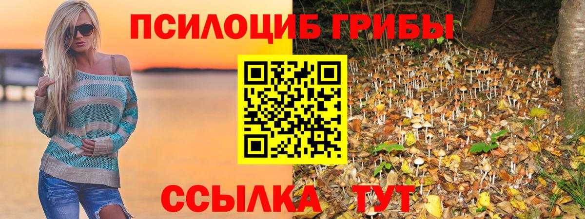 Псилоцибиновые грибы Psilocybe Нижний Новгород